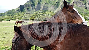 Horse ranch Kualoa Ranch Oahu Hawaii