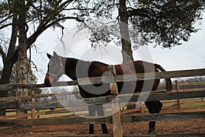 Horse ranch in virginia