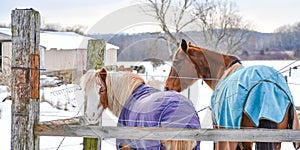 Horse Ranch in Winter with Blankets