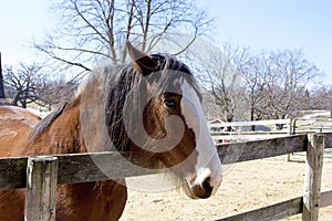 Horse at Randall Oaks Barnyard   822113