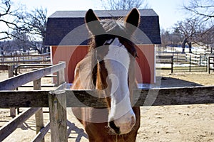 Horse at Randall Oaks Barnyard   822115