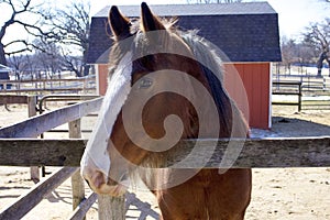 Horse at Randall Oaks Barnyard   822116