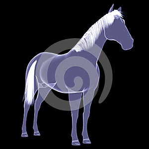 Horse. The X-ray render