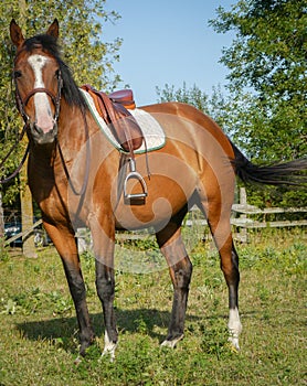 Horse ready for riding