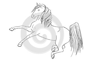 Horse Rear Line Art Equine Horses Stallion Black White Drawing