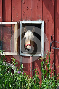 Horse in a red barn