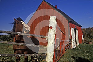 Horse and red barn, Cape Breton, Nova Scotia