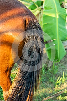 Horse red and black tail, two basic pigment colors of the horse