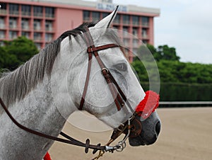 Horse with Red Bridle