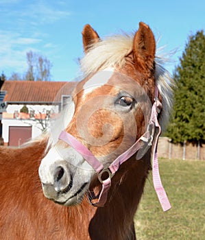 Horse with red bridle