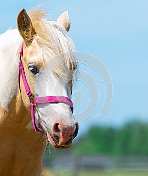 Horse with red bridle.