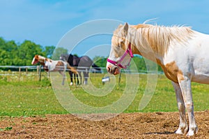 Horse with red bridle.