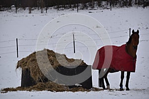 Horse with red cloak during a snowy day, Kolmarden, Ostergotland, Sweden
