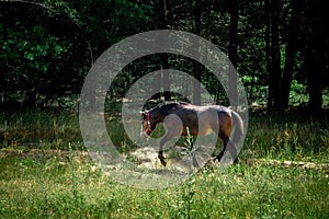 Horse in a red harness flees raising dust in the forest