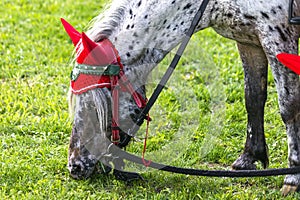 Horse with red hood at Pyatigorsk Hippodrome