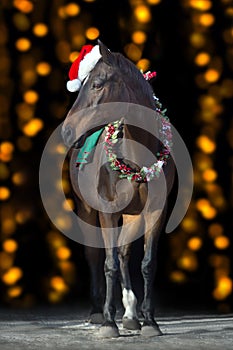 Horse in red santa hat against christmas lights