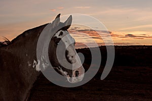 Horse on red sunset background in patagonia