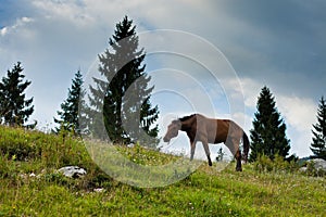 Horse in reen field in Slovenian Alps
