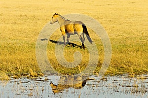 Horse and reflection