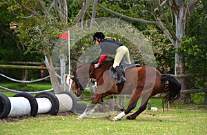 Horse refusing jump