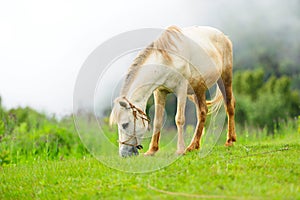 Horse relax photo