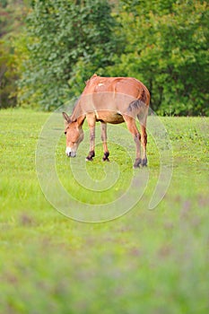 Horse relax in grassland