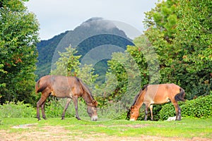 Horse relax in grassland photo