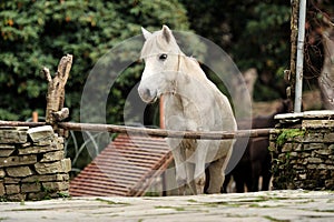 Horse relax photo