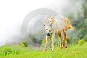 Horse relax photo