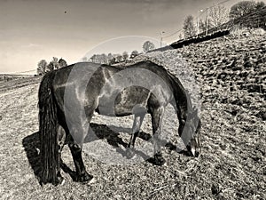 Horse relaxing on a sloping field, on a winters day in, Haworth, Yorkshire, UK (Sepia Version)