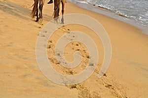 HORSE RENEWAL SESSION ON SEA SAND