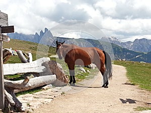 Horse in Resciesa mountains, Italy