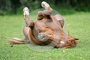 Horse resting on meadow