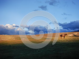 Horse resting in the mongolian steppe. Sunset landscape