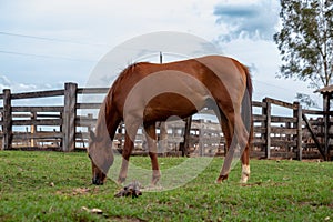 Horse resting in a pasture area