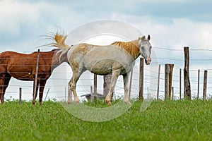 Horse resting in a pasture area