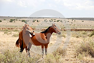 Horse Resting On Top Of The Other