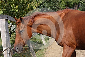 The horse rests happy in the paling on a sunny day