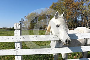 Horse Rests Head on White Picket Fence