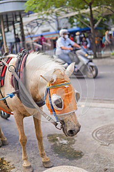 horse rickshaw in the corner of the street