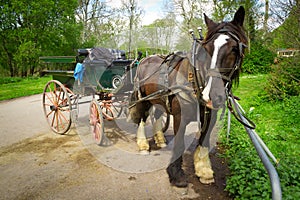 Horse ride in Killarney National Park