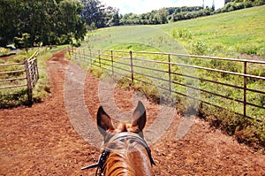 Horse ride on a trail