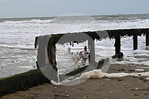 horse rider on beach walking towards the water near old wooden posts