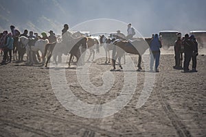 Horse rider on desert near Bromo Mountain Java ,Indonesia.