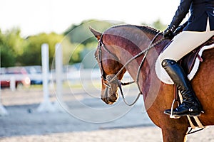 Horse and rider at an Equestrian event