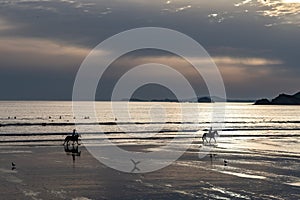 Horse Rider Galopping At Newgale Beach At The Atlantic Coast Of Pembrokeshire In Wales, United Kingdom