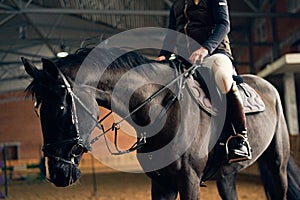 Horse rider on a horse in a riding arena