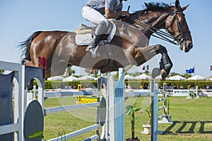 Horse and rider jumping in equestrian competition