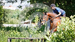 horse rider jumps over bush obstacle on eventing