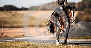 Horse with rider in landscape format, edited in moodyblack, horse arranged on the right.